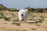 BICHON FRISE 260